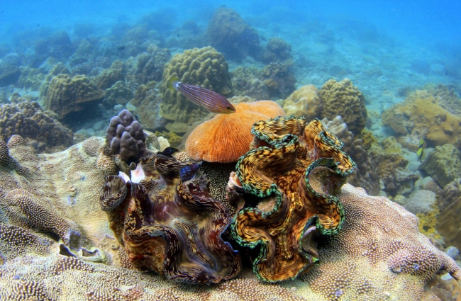 [파타야] 어드벤처 다이버스 