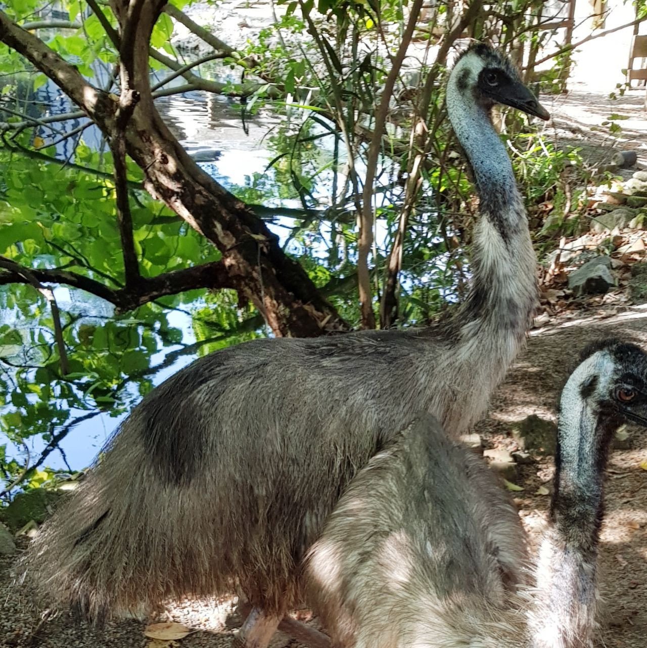 [페낭]조류 공원